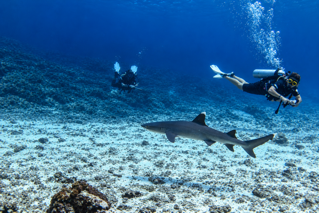 dos personas buceando con tiburón punta blanca islas Gili Shark Point Indonesia